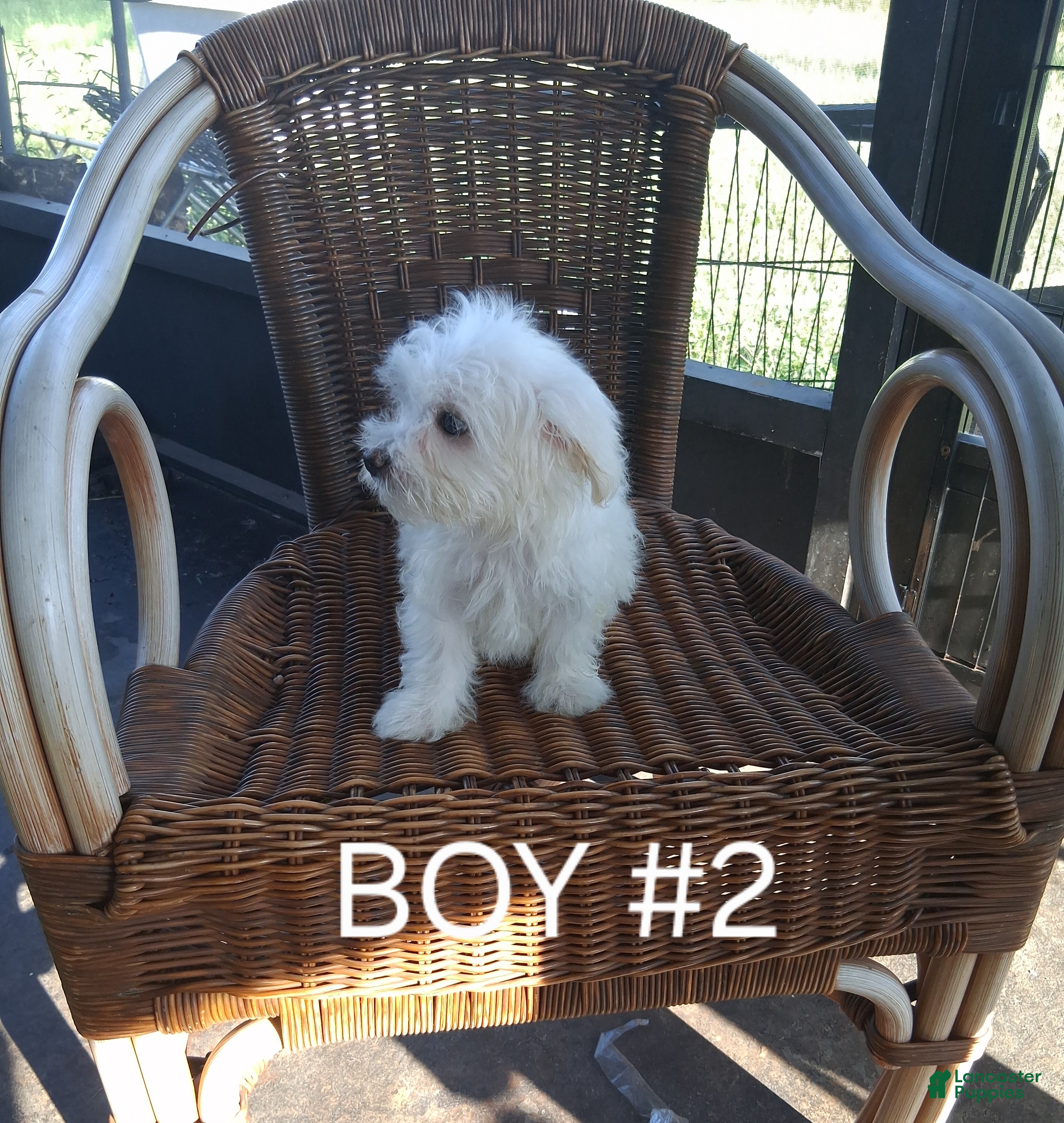 Maltese dogs for sale: Maltese 2 - Ad 3