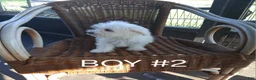 Maltese dogs for sale: Maltese 2 - Ad 1