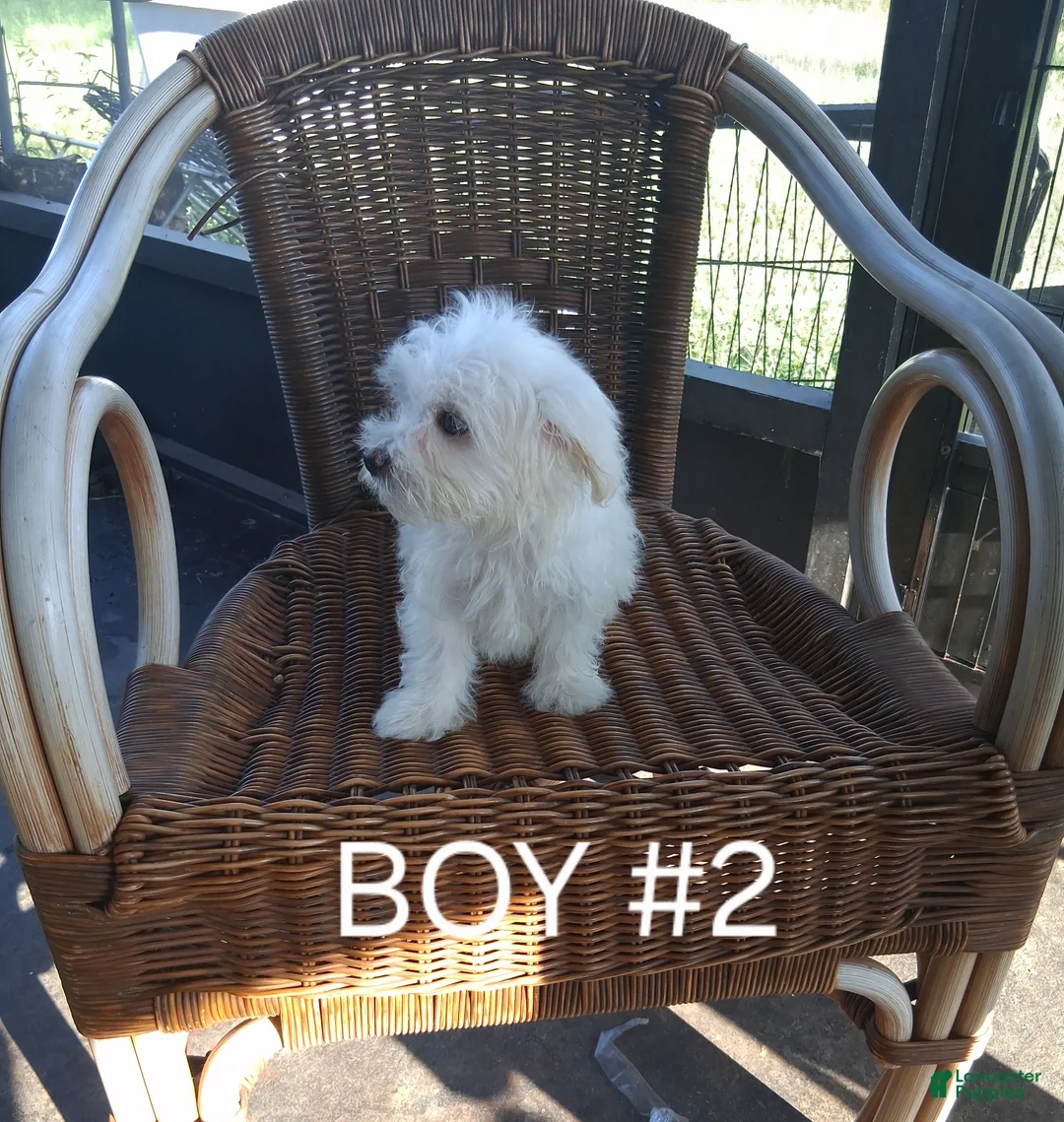 Maltese dogs for sale: Maltese 2 - Ad 1