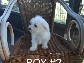 Maltese dogs Maltese 2 - Ad 2