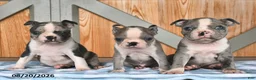 Boston Terrier dogs for sale: Buster  - Ad 5