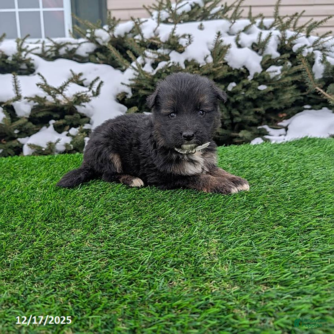 German Shepherd dogs for sale: Milo - Ad 1