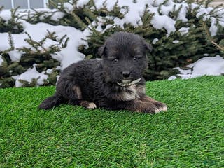 German Shepherd dogs Milo - Ad 24