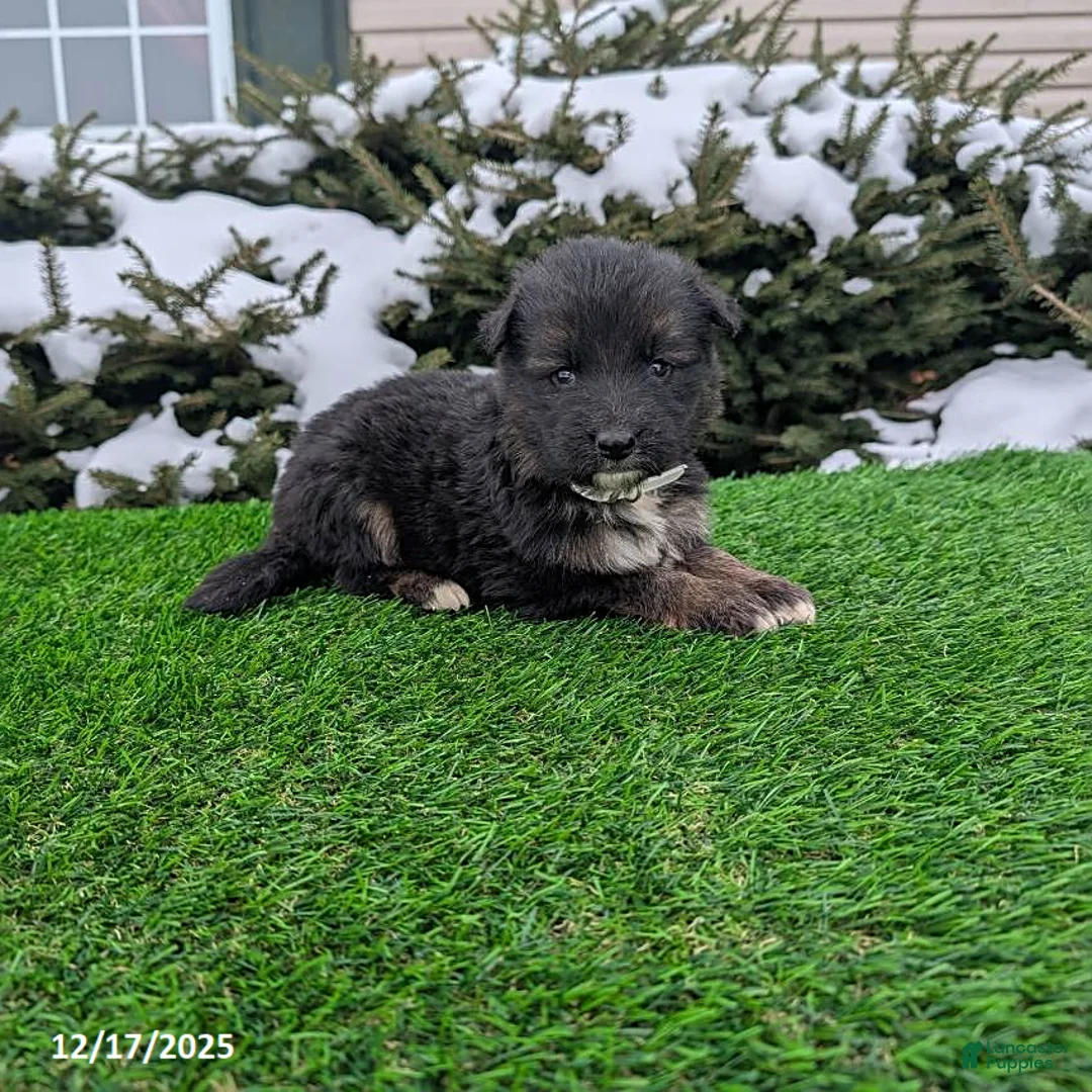 German Shepherd dogs for sale: Milo - Ad 1