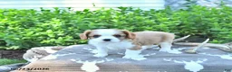 Cavalier King Charles Spaniel dogs for sale: Jaxon - Ad 3