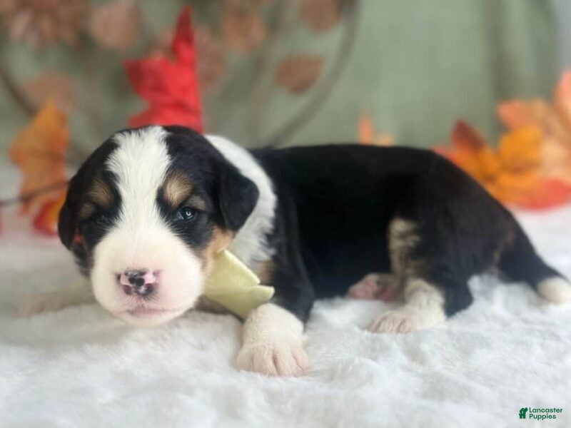 Bernedoodle dogs Irwin - Ad 1