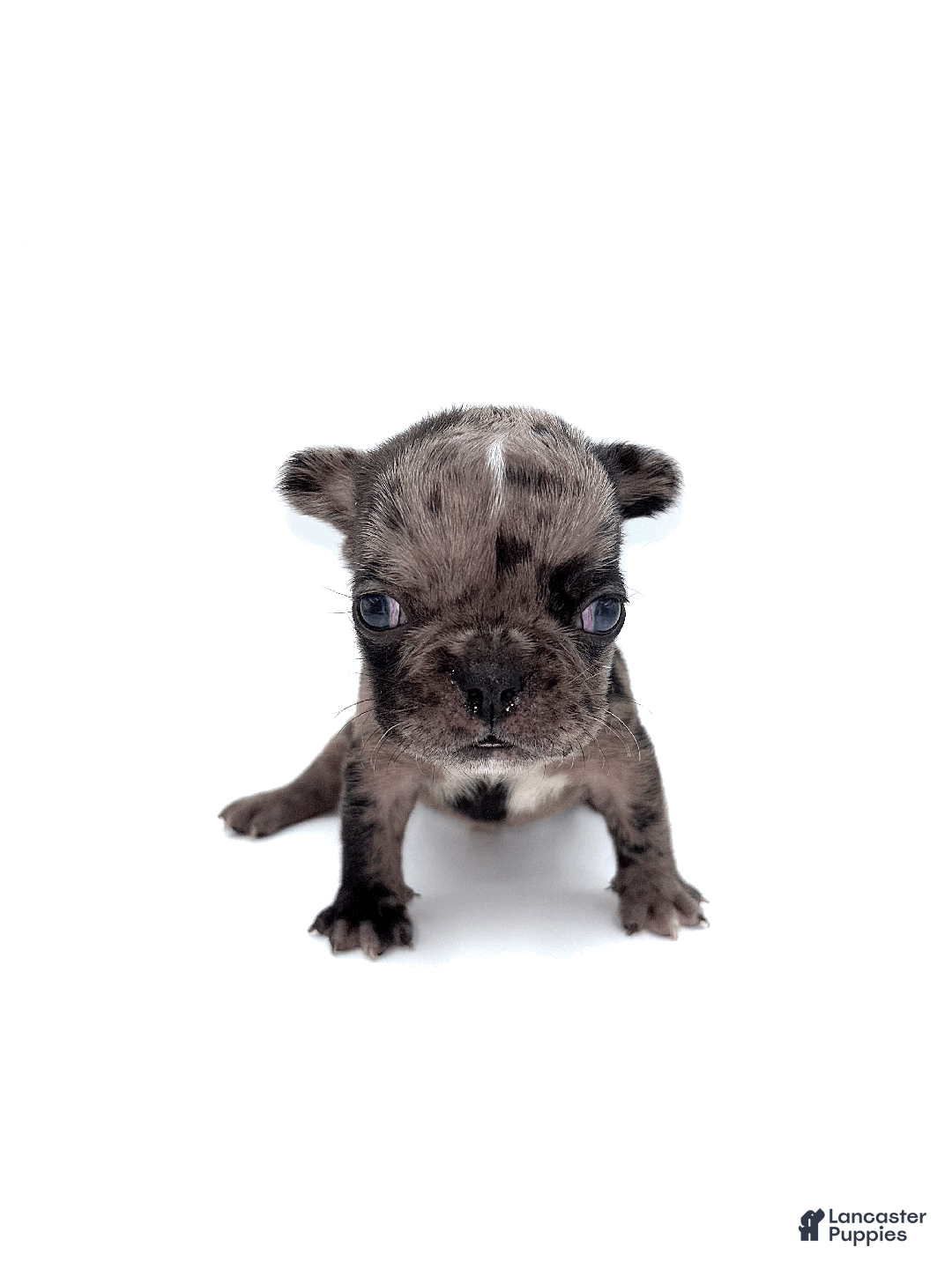 French Bulldog dogs for sale: French Bulldog Puppy 5 - Ad 2