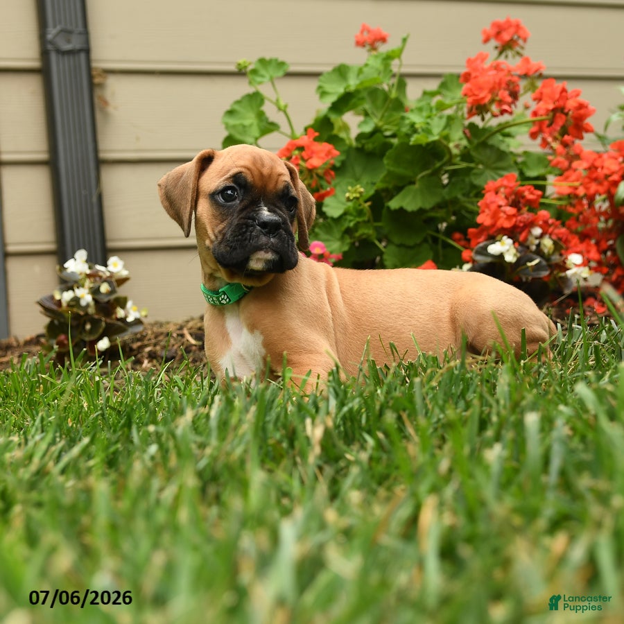 Boxer dogs Parsley - Ad 2