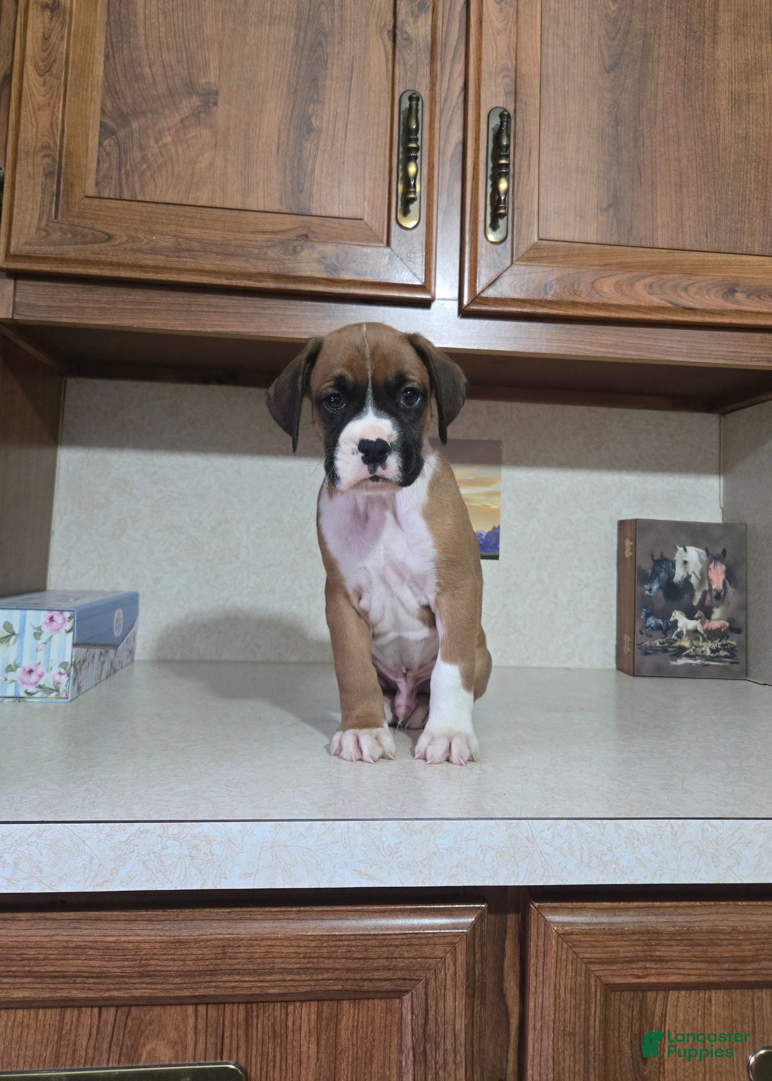 Boxer dogs for sale: Jesse - Ad 1