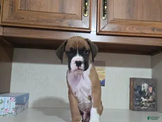 Boxer dogs for sale: Jesse - Ad 1
