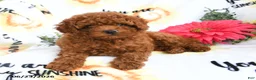 Toy Poodle dogs for sale: Cuddles - Ad 3