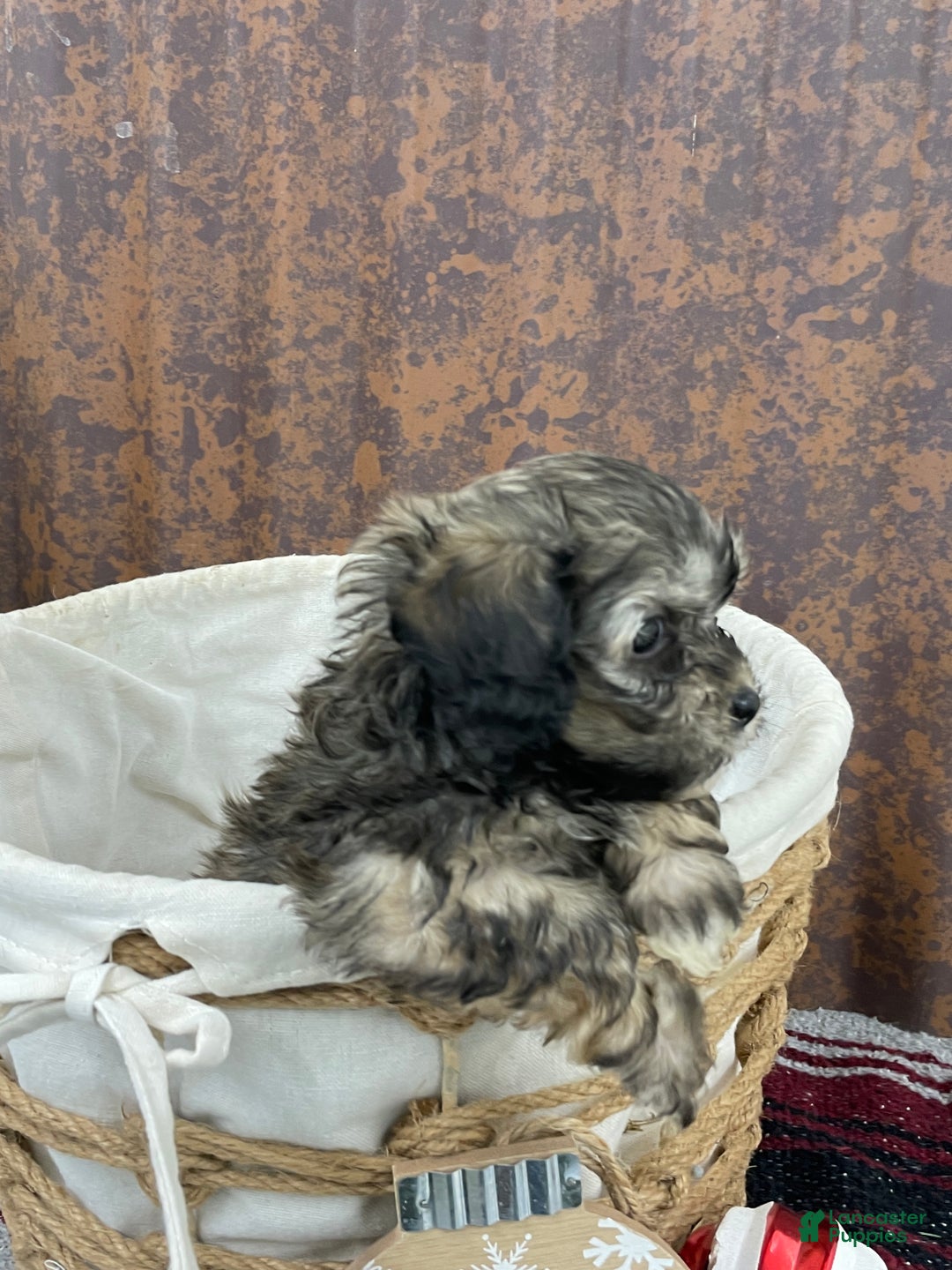 Shihpoo dogs for sale: Colter - Ad 3