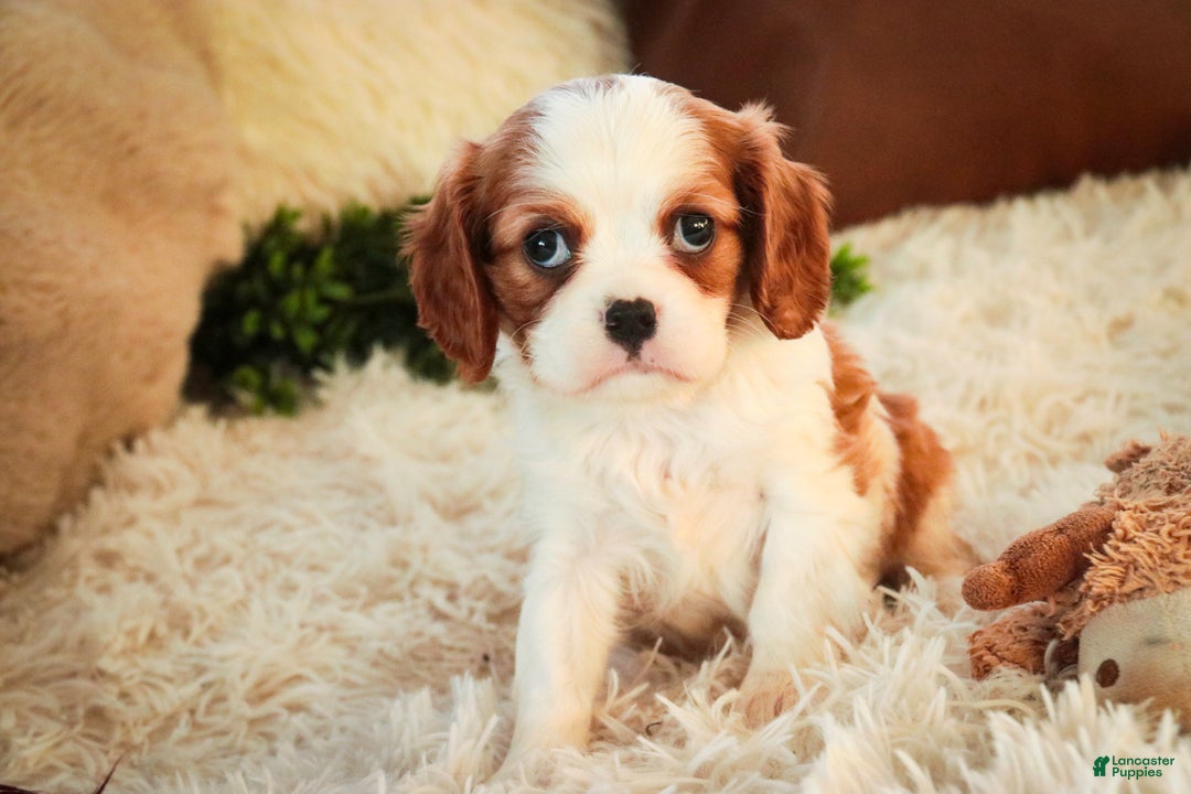 Cavalier King Charles Spaniel dogs for sale: Flora Jo - Ad 4