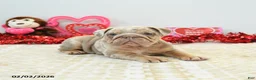 English Bulldog dogs for sale: Rocky - Ad 5