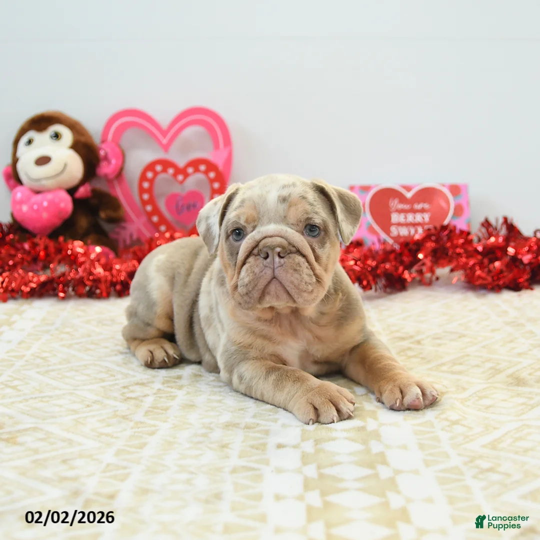 English Bulldog dogs for sale: Rocky - Ad 5
