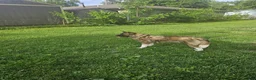 Akita dogs for sale: Akita Puppy 1 - Ad 1