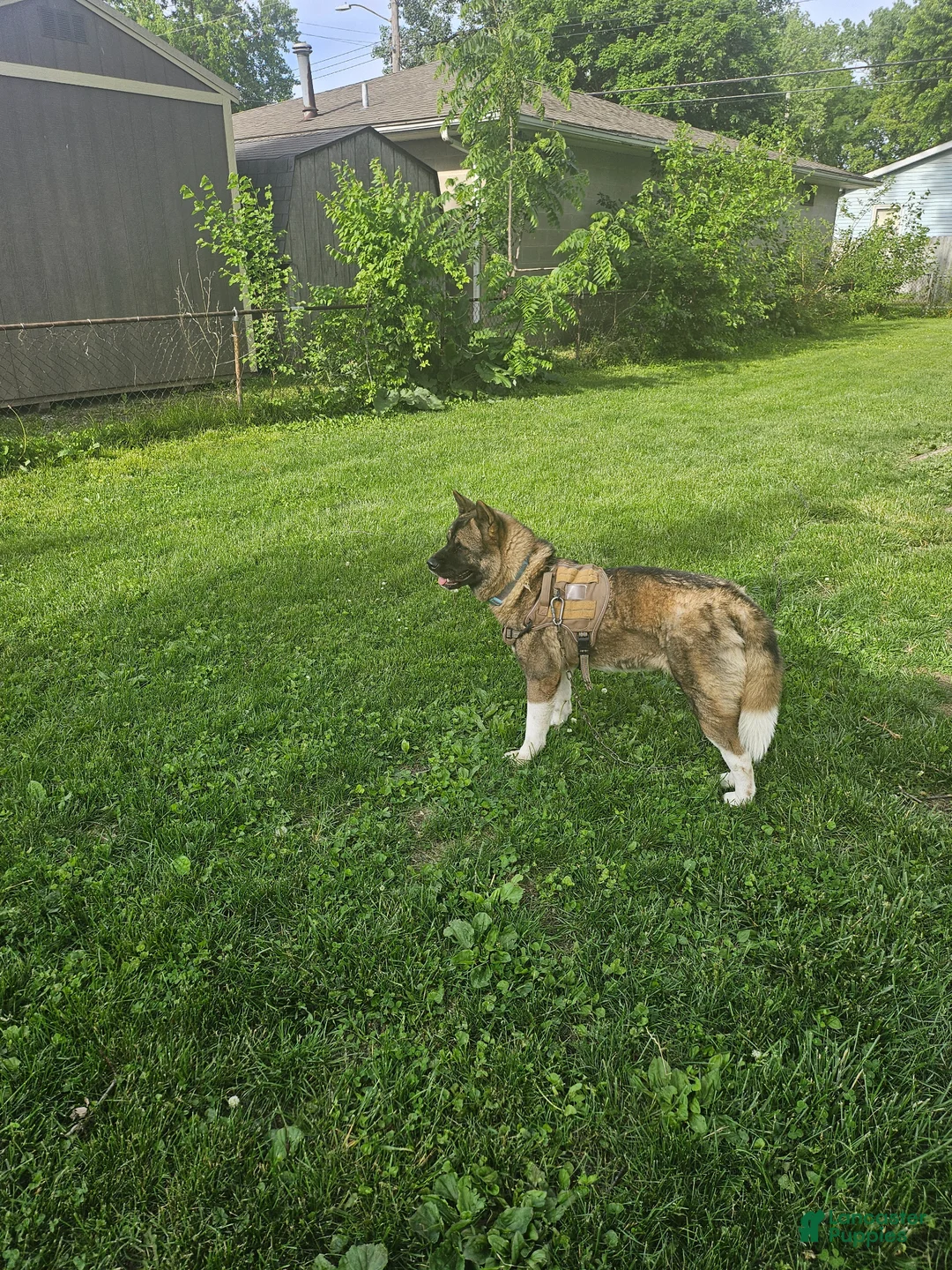 Akita dogs for sale: Akita Puppy 1 - Ad 1