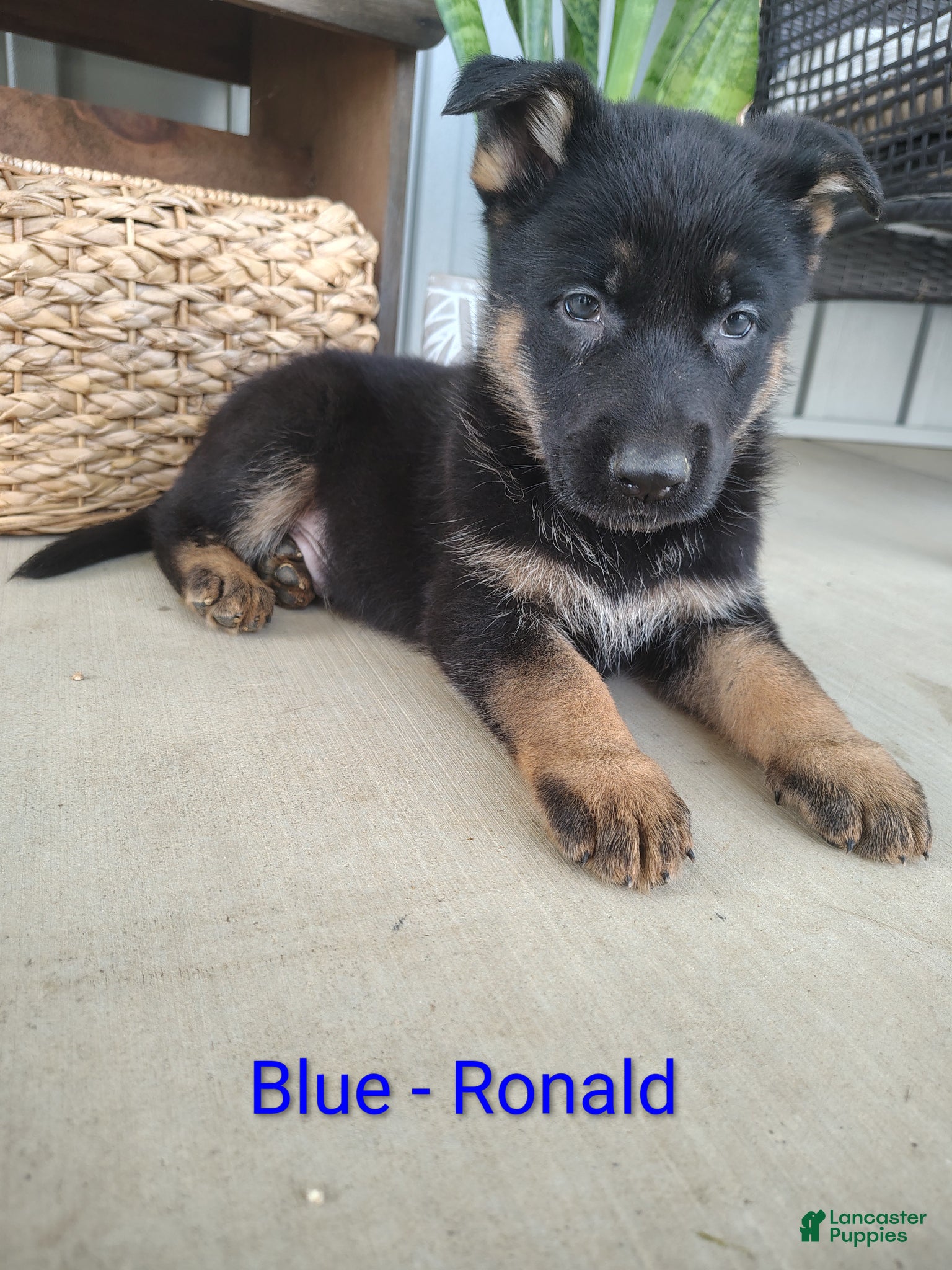 German Shepherd dogs Ronald  - Ad 1