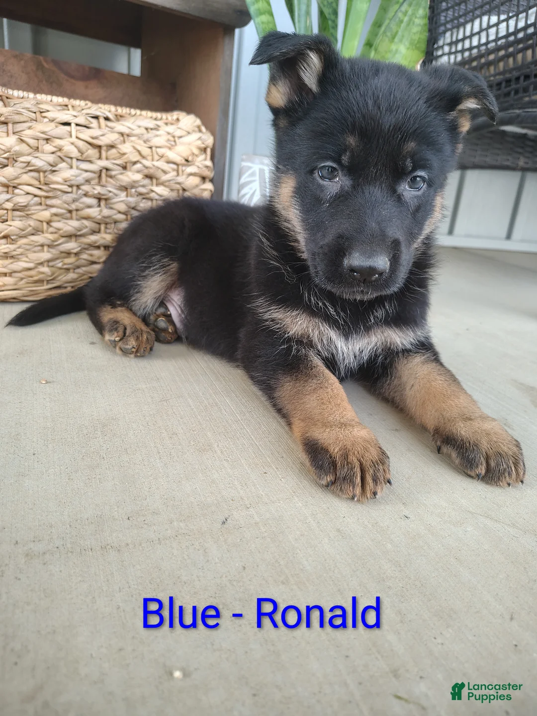 German Shepherd dogs for sale: Ronald  - Ad 1