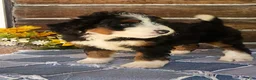 Mini Bernedoodle dogs for sale: Mini Bernedoodle 7 - Ad 3