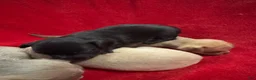 Chihuahua dogs for sale: Chihuahua 4 - Ad 12