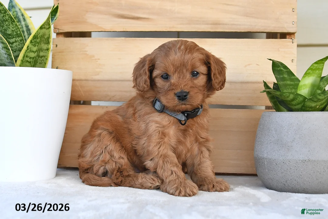 Cavapoo dogs for sale: Candy Corn - Ad 1