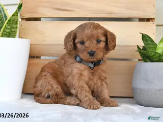 Cavapoo dogs for sale: Candy Corn - Ad 1