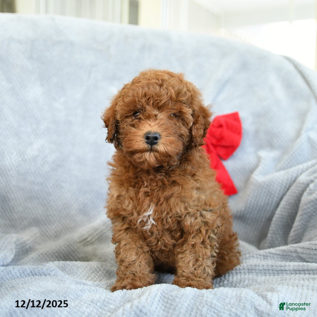 Miniature Poodle dogs for sale: Roman - Ad 1