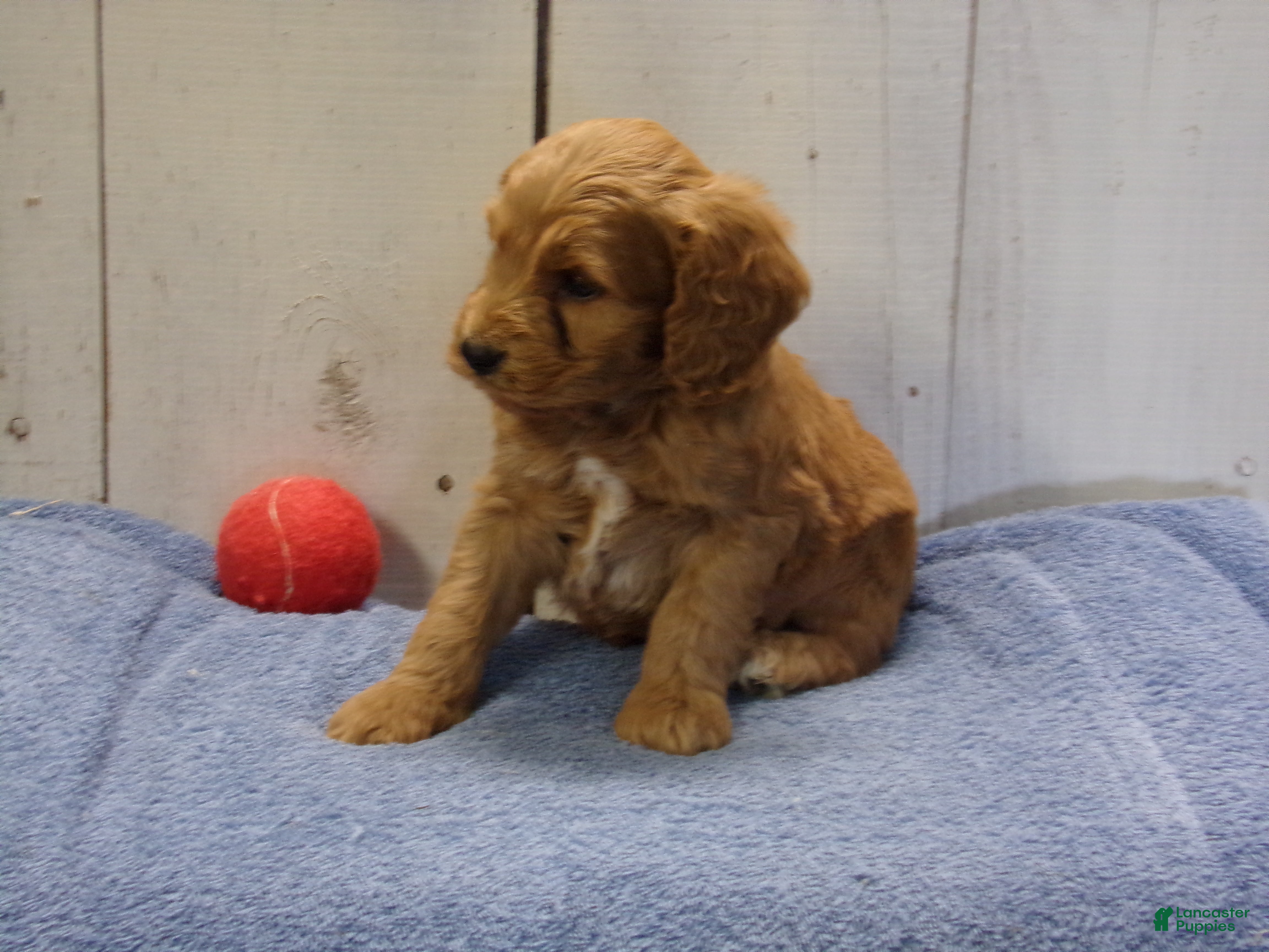 Cockapoo dogs Barney - Ad 3