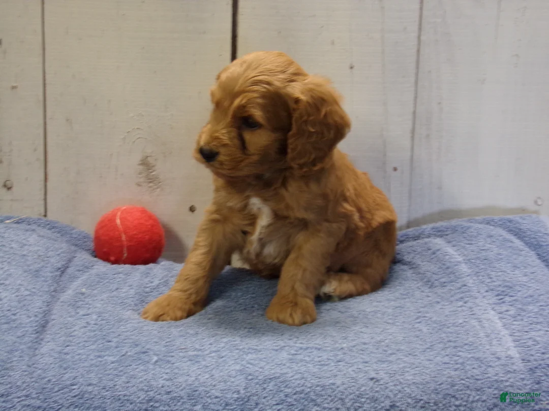 Cockapoo dogs for sale: Barney - Ad 1