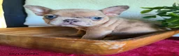 Frenchton dogs for sale: Jared - Ad 4