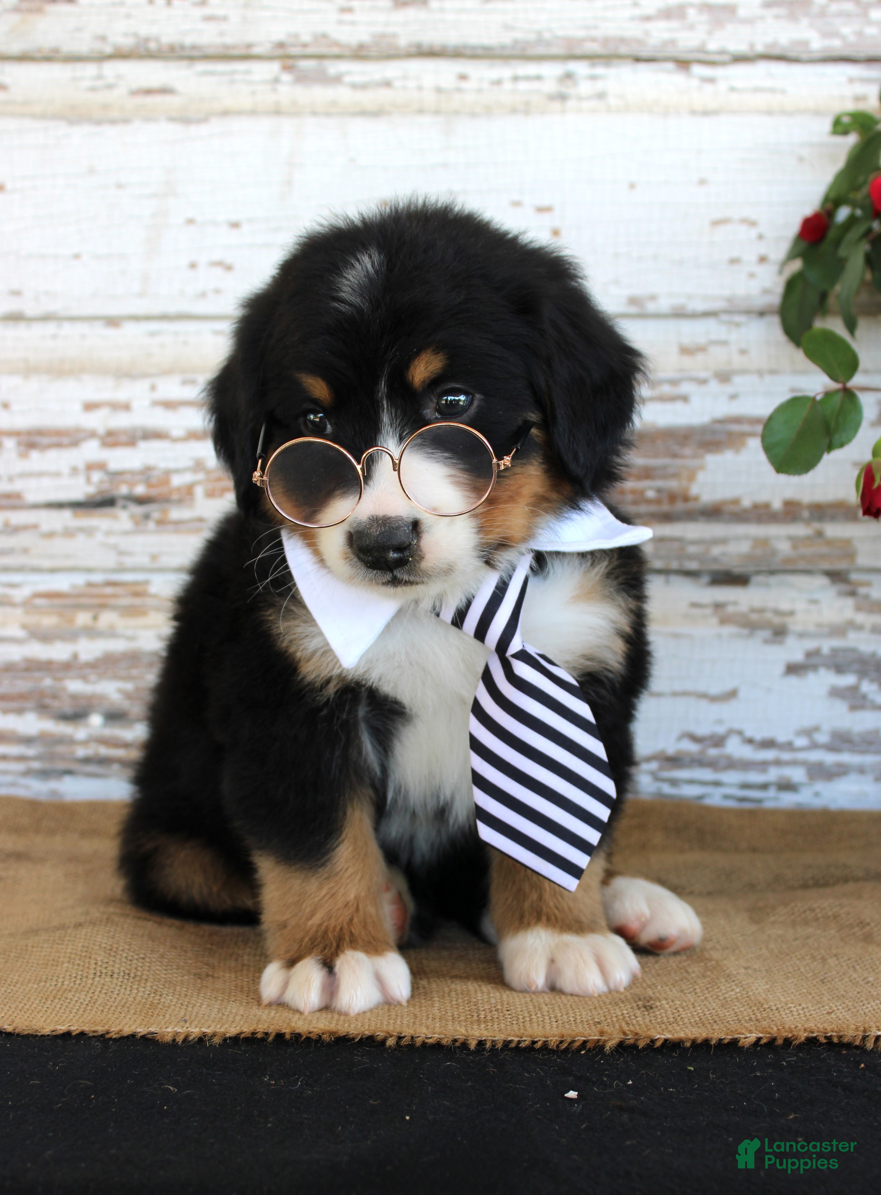 Bernese Mountain Dog dogs Monty - Ad 13