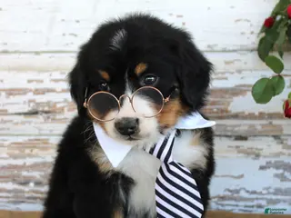 Bernese Mountain Dog dogs Monty - Ad 13