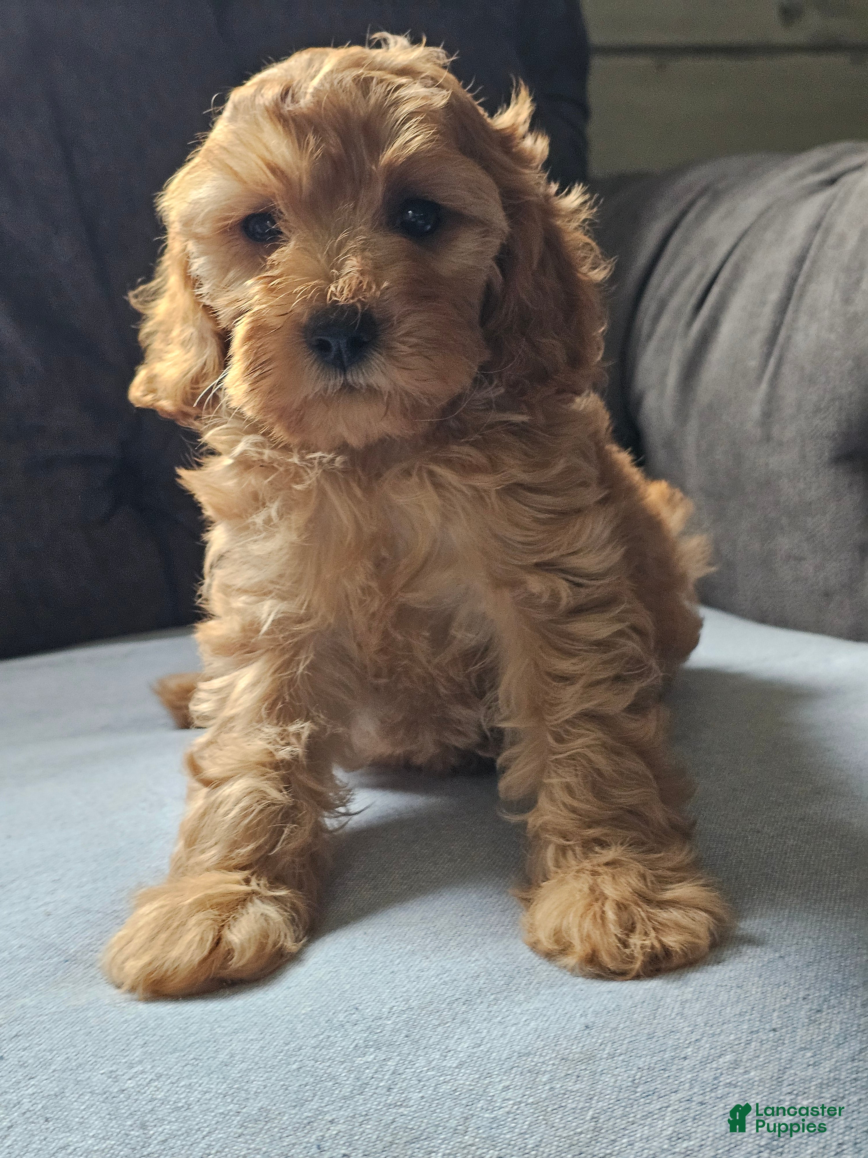 Cavapoo dogs Koko  - Ad 1