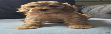 Koko 