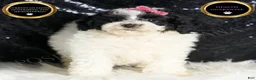 Toy Poodle dogs for sale: Puebla - Ad 3
