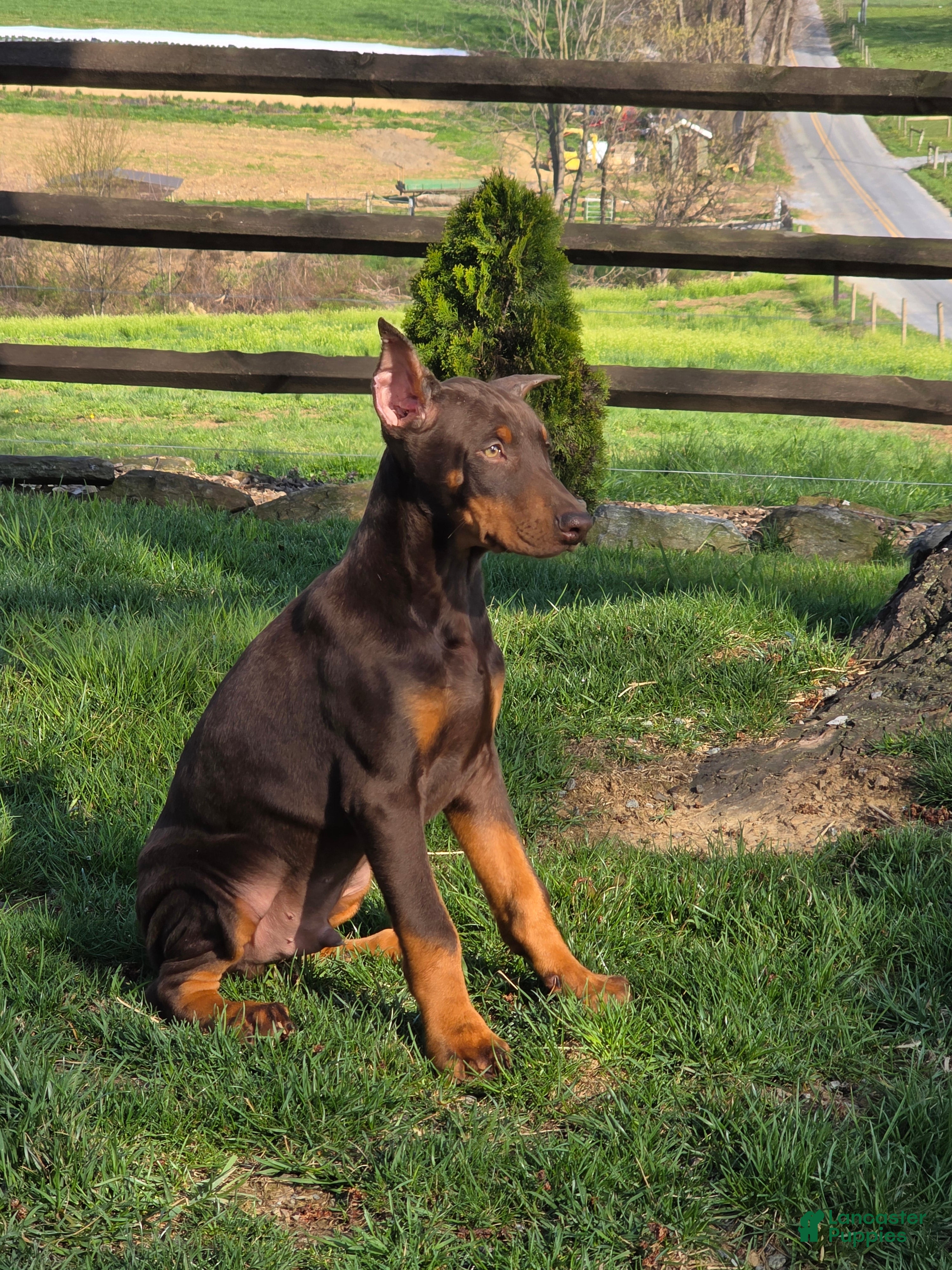Doberman Pinscher dogs Captain - Ad 1