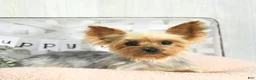 Yorkshire Terrier dogs for sale: Mia  - Ad 6