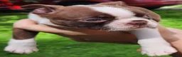 Boston Terrier dogs for sale: Orion (red brindle) - Ad 3