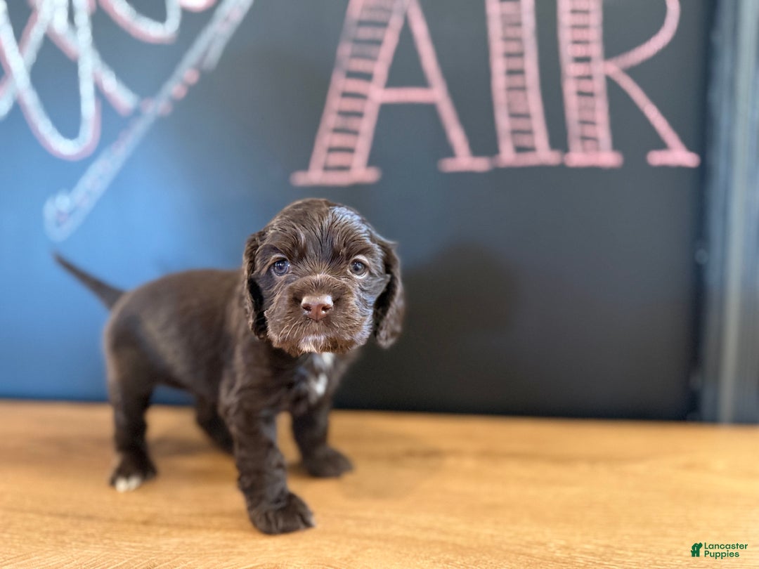 Cocker Spaniel dogs for sale: Aster - Ad 5