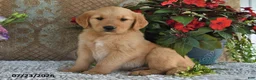Golden Retriever dogs for sale: Frances - Ad 4