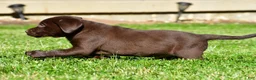 Labrador Retriever dogs for sale: Champ - Ad 3