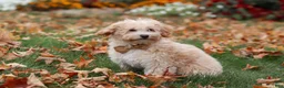 Havapoo dogs for sale: Brodie - Ad 5