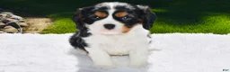 Cavalier King Charles Spaniel dogs for sale: Shadow - Ad 1