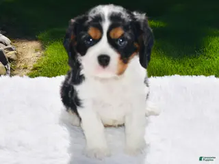 Cavalier King Charles Spaniel dogs for sale: Shadow - Ad 3