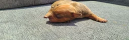 American Bully dogs for sale: Alice - Ad 2
