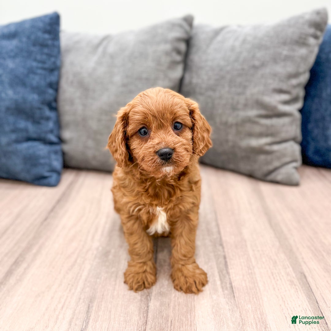 Cavapoo dogs for sale: Bambi - Ad 2