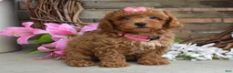 Toy Poodle dogs for sale: Molly - Ad 11