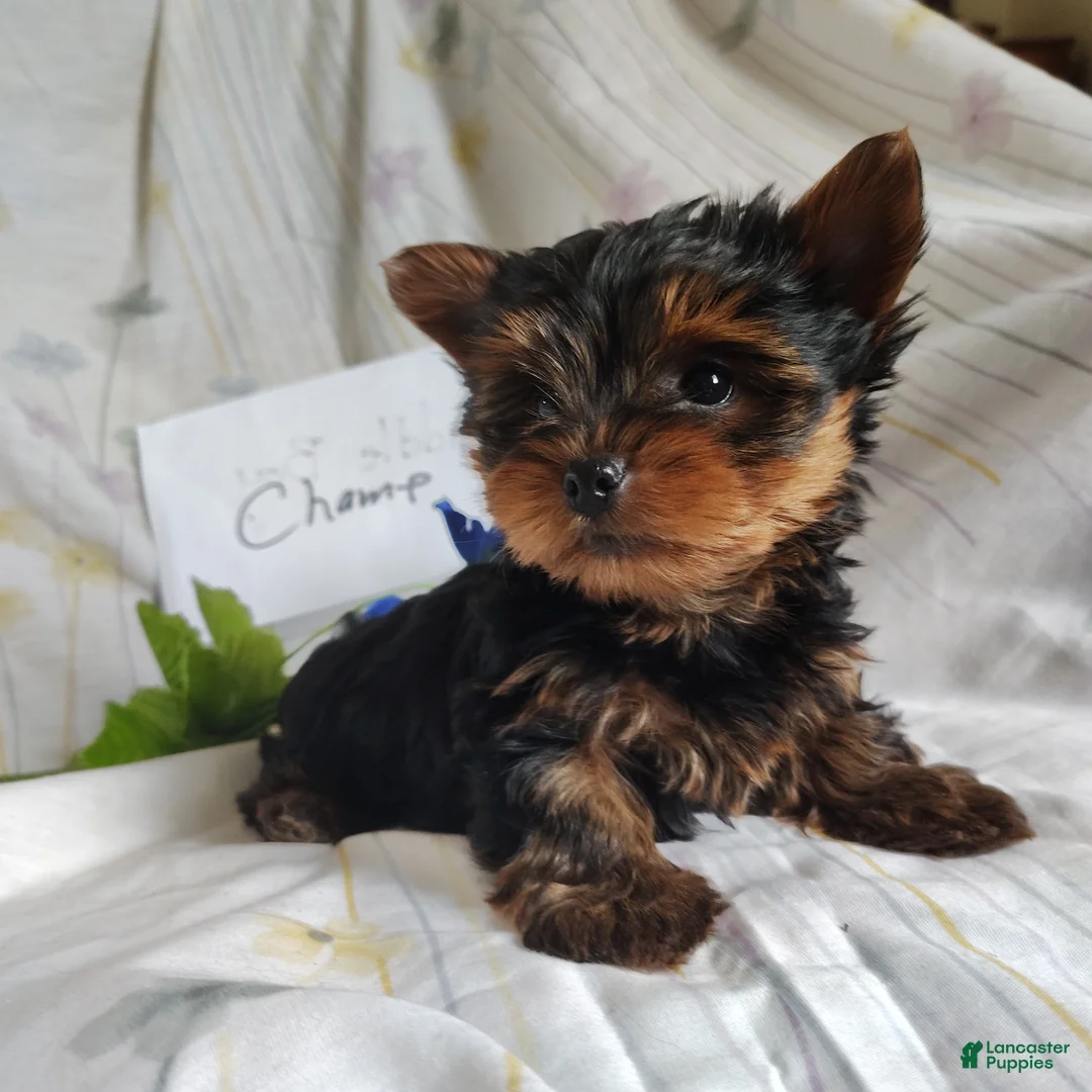 Yorkshire Terrier dogs for sale: Champ - Ad 1