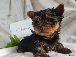 Yorkshire Terrier dogs Champ - Ad 3